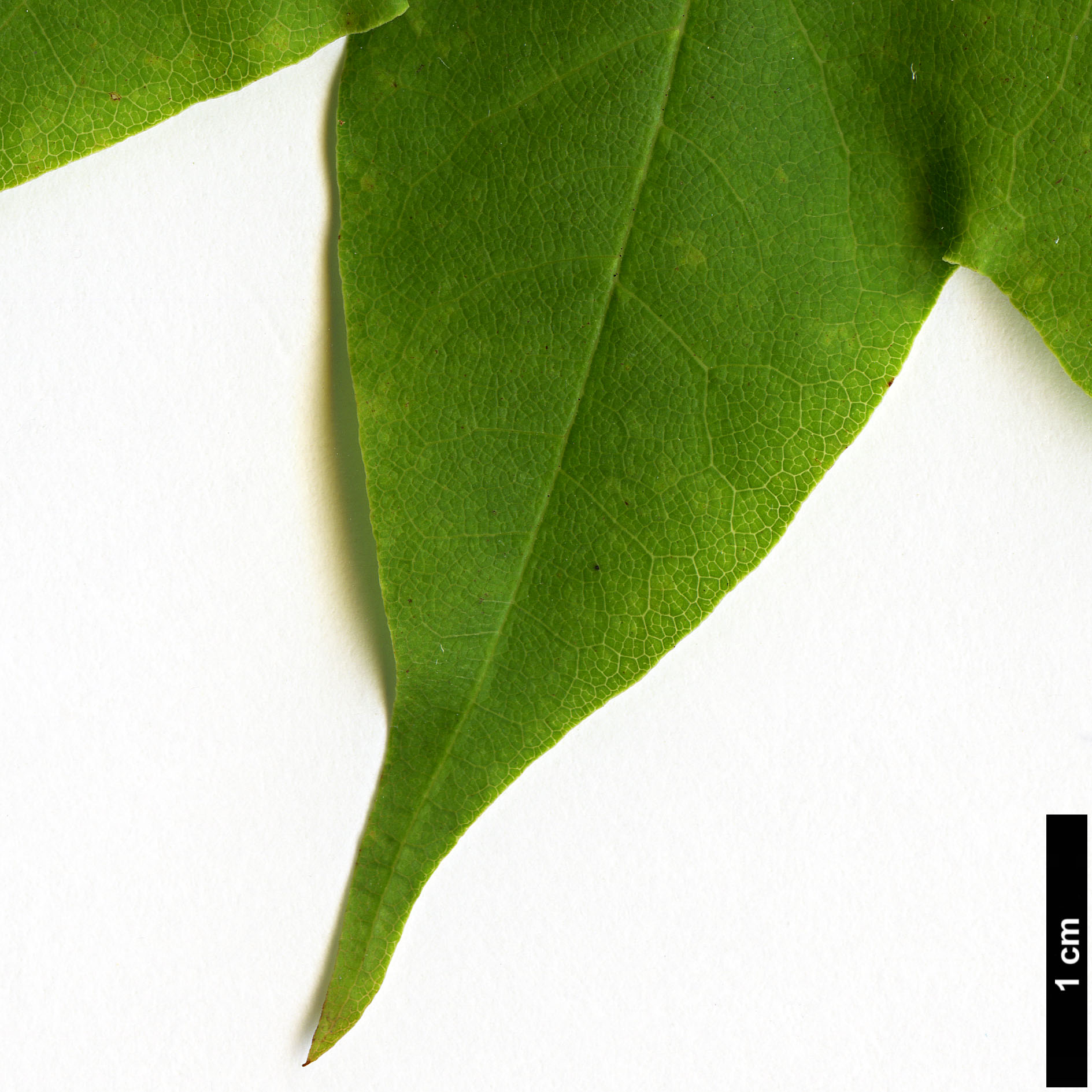 High resolution image: Family: Sapindaceae - Genus: Acer - Taxon: pictum - SpeciesSub: subsp. savatieri High resolution image: Family: Sapindaceae - Genus: Acer - Taxon: pictum - SpeciesSub: subsp. savatieri